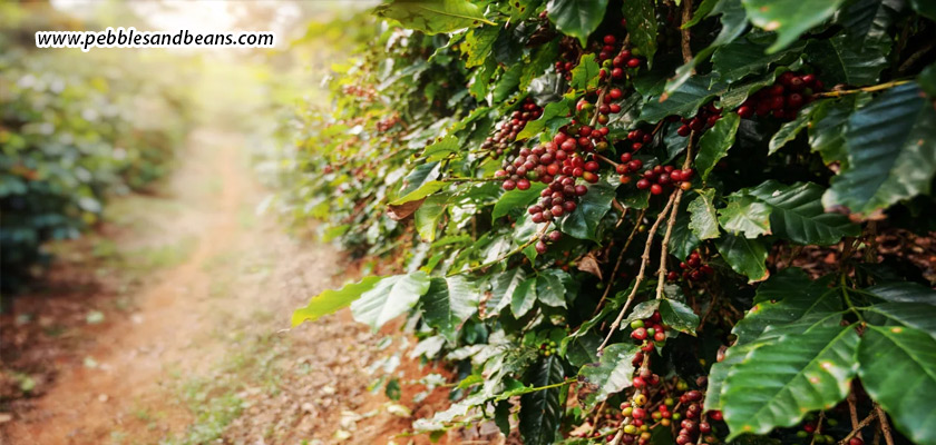 Plantation-Living-A-Day-In-The-Life-At-A-Sakleshpur-Estate-Stay