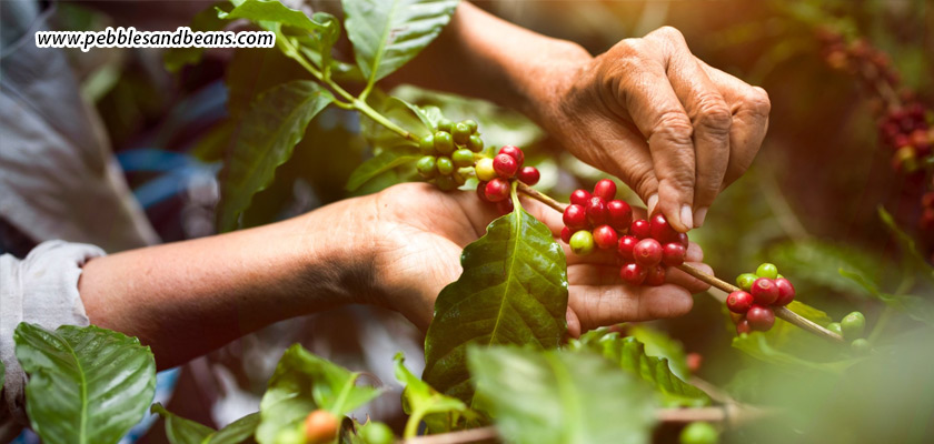 Sakleshpur-For-Curious-Young-Minds-A-Learning-Experience